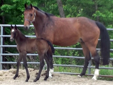 Fraucordia MG (Campbell x Marlon x Accord II)