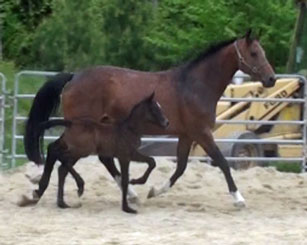 Fraucordia MG (Campbell x Marlon x Accord II)