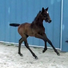 Fraucordia MG (Campbell x Marlon x Accord II)