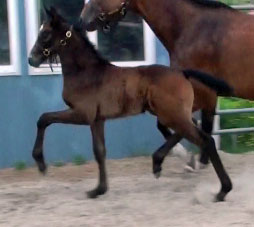 Fraucordia MG (Campbell x Marlon x Accord II)