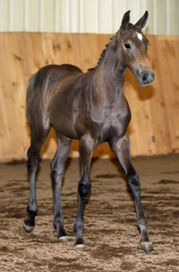 Fraucordia MG (Campbell x Marlon x Accord II)