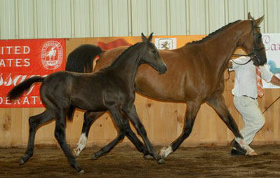 Fraucordia MG (Campbell x Marlon x Accord II)