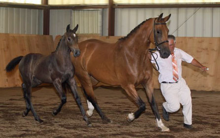 Fraucordia MG (Campbell x Marlon x Accord II)