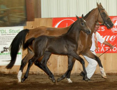 Fraucordia MG (Campbell x Marlon x Accord II)