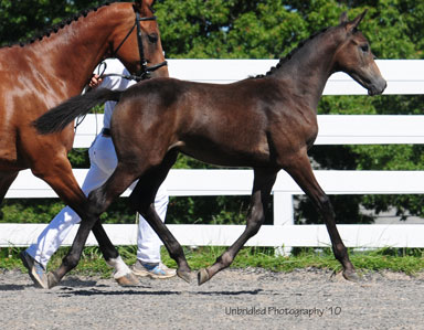 Fraucordia MG (Campbell x Marlon x Accord II)