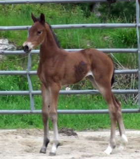 Gigiloma MG (Uphill x Farrington x Goodtimes)