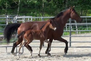 Gigiloma MG (Uphill x Farrington x Goodtimes)