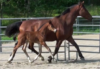 Gigiloma MG (Uphill x Farrington x Goodtimes)