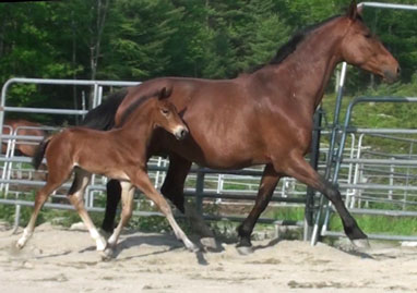 Gigiloma MG (Uphill x Farrington x Goodtimes)