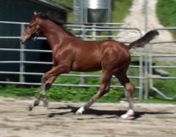 Gigiloma MG (Uphill x Farrington x Goodtimes)