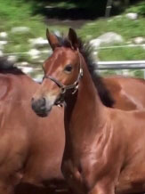 Gigiloma MG (Uphill x Farrington x Goodtimes)