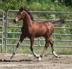 Gigiloma MG (Uphill x Farrington x Goodtimes)