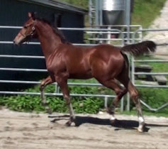 Gigiloma MG (Uphill x Farrington x Goodtimes)