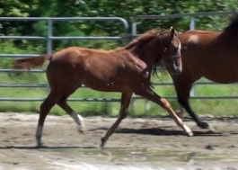 Gercordia (Farrington x Marlon)