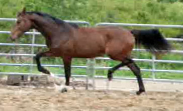 Challenger (Flemmingh KEUR x  Giorgio)