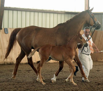 Finley MG (Navarone x Burggraaf)