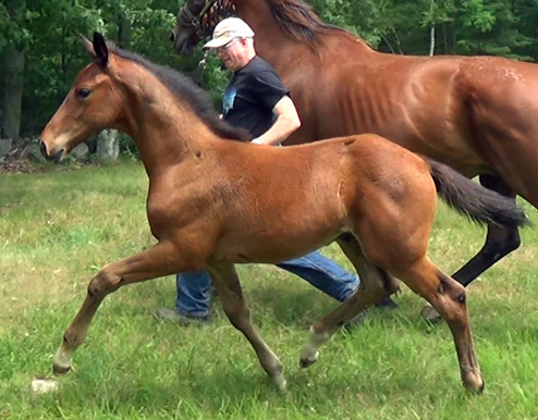 Leonardo MG (George Clooney x Farrington)