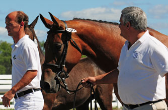 Tercordia (Marlon x Accord II)