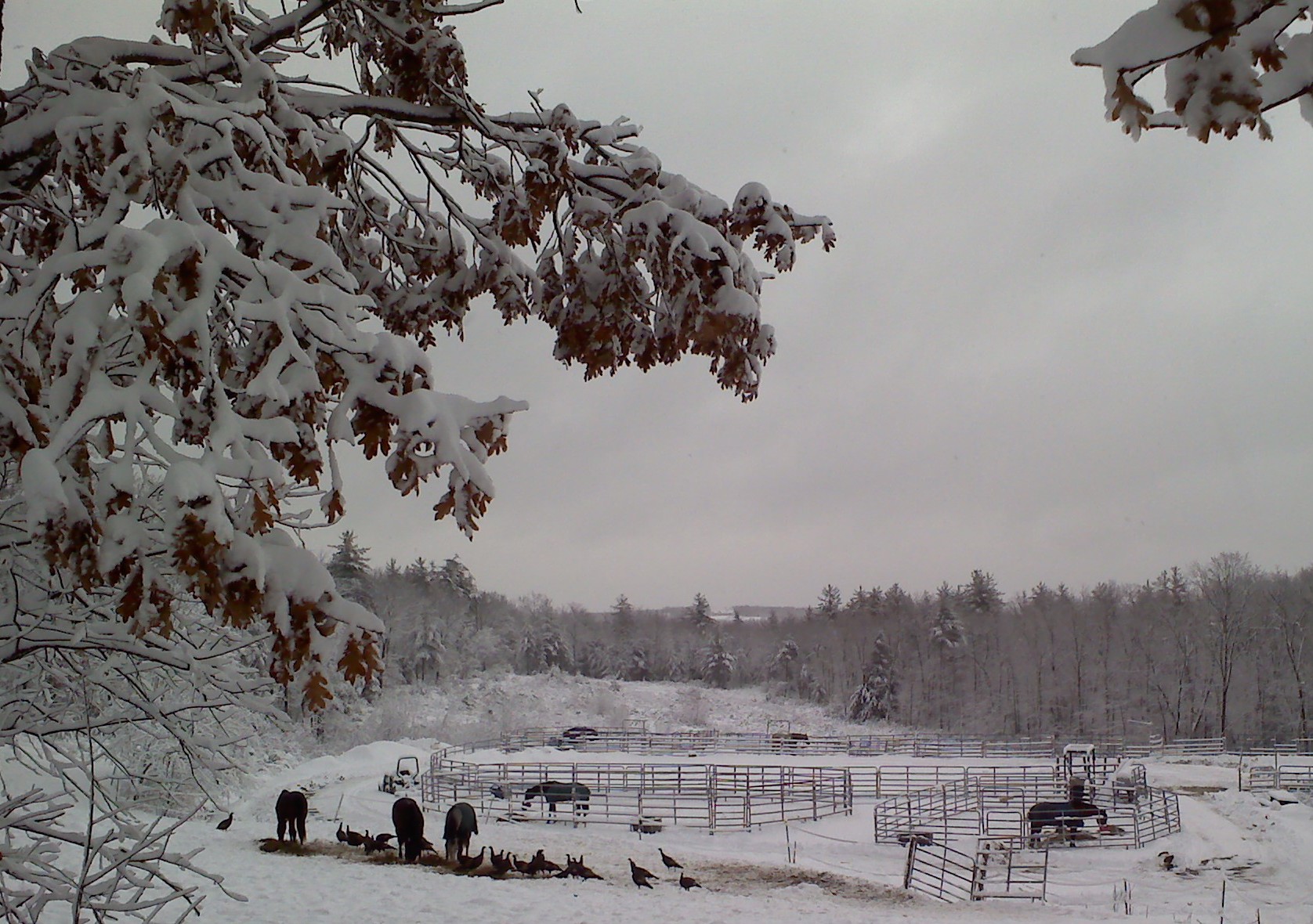 Majestic Gaits Winter