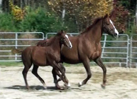 Finley MG (Navarone x Burggraaf)