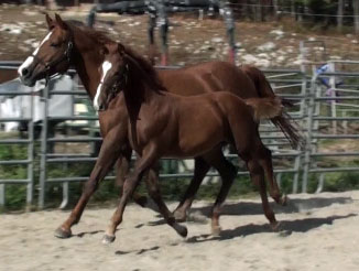 Finley MG (Navarone x Burggraaf)