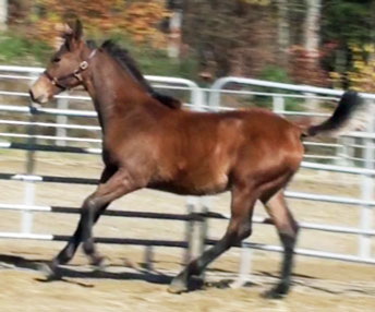 Evitta MG (Navarone x Glenridge)