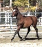 Evitta MG (Navarone x Glenridge)