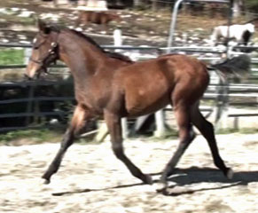 Evitta MG (Navarone x Glenridge)