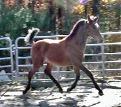 Evitta MG (Navarone x Glenridge)