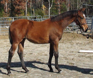 Evitta MG (Navarone x Glenridge)