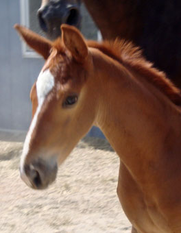 Finley MG (Navarone x Burggraaf)