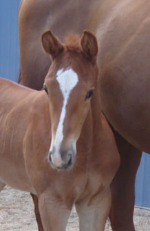 Finley MG (Navarone x Burggraaf)