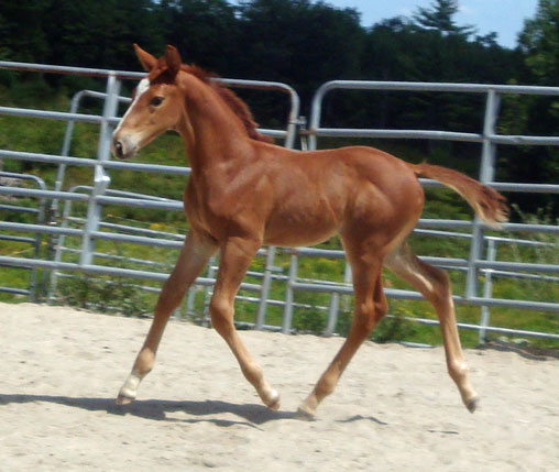 Finley MG (Navarone x Burggraaf)