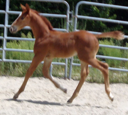 Finley MG (Navarone x Burggraaf)