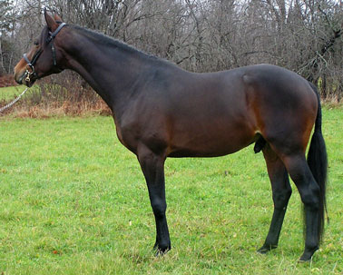 From The Ashes (Navarone x Thoroughbred)