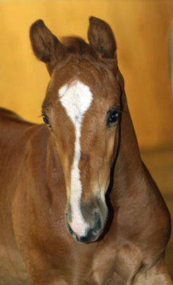 Finley MG (Navarone x Burggraaf)