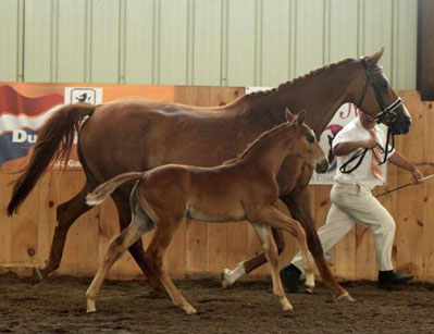 Finley MG (Navarone x Burggraaf)