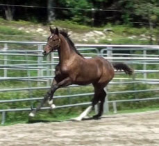 Galileo MG (Schroeder x Goodtimes)