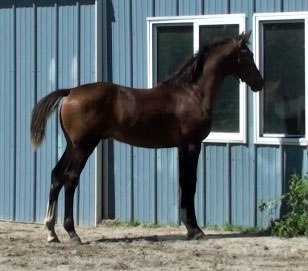 Galileo MG (Schroeder x Goodtimes)