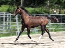 Galileo MG (Schroeder x Goodtimes)