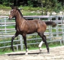 Galileo MG (Schroeder x Goodtimes)