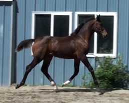 Galileo MG (Schroeder x Goodtimes)