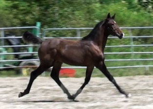 Galileo MG (Schroeder x Goodtimes)