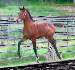 Galileo MG (Schroeder x Goodtimes)