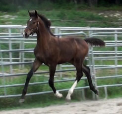 Galileo MG (Schroeder x Goodtimes)