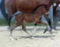 Dorette (Schroeder x Silvano)