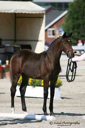 Dorette (Schroeder x Silvano)