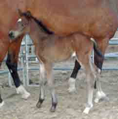 Dorette (Schroeder x Silvano x Flemmingh)