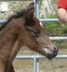 Dorette (Schroeder x silvano x Flemmingh)