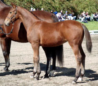 Frauloma (Schroeder x Farrington x Goodtimes)